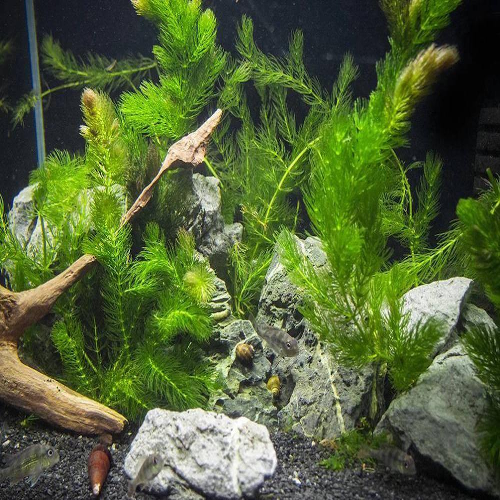 Aquarium Plants (TC & Pot)