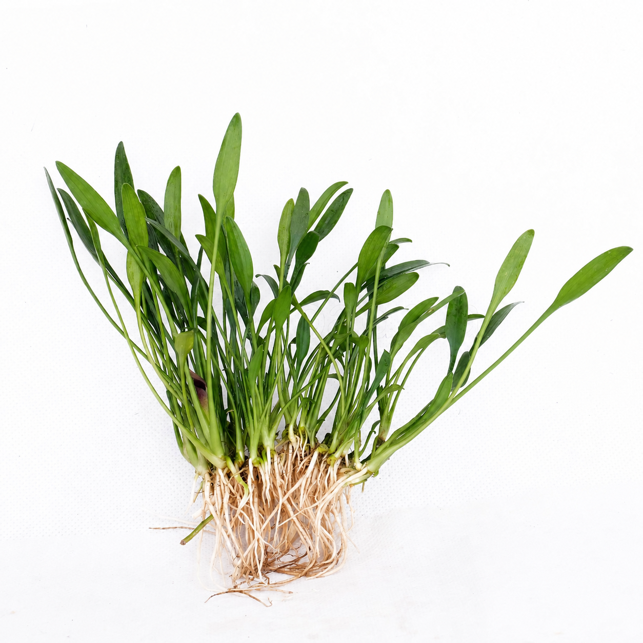Cryptocoryne Parva TC