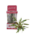 Cryptocoryne Axelrodi TC