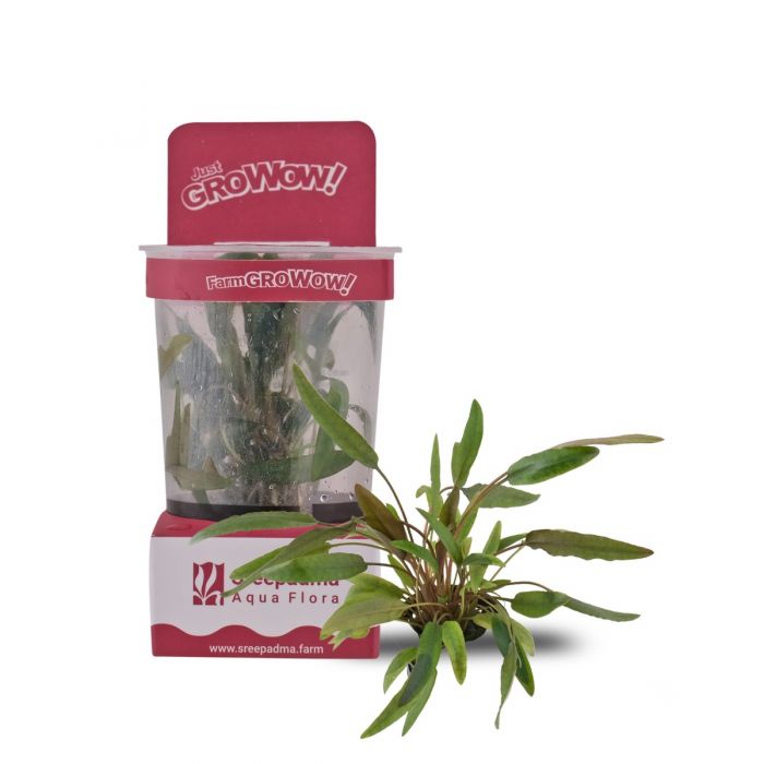 Cryptocoryne Axelrodi TC