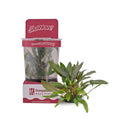 Cryptocoryne wendtii 'Brown' TC