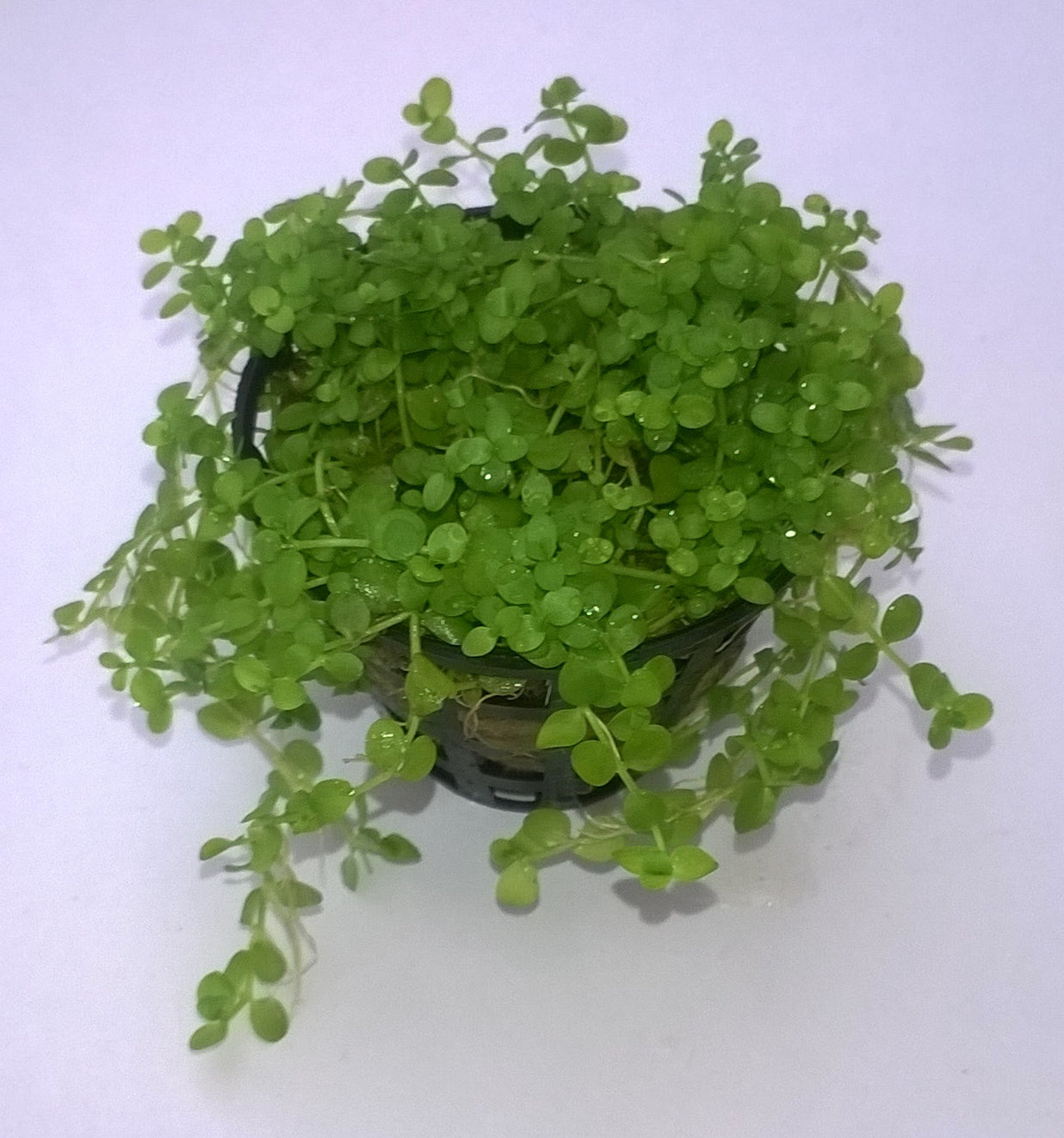 Micranthemum 'Monte Carlo' TC
