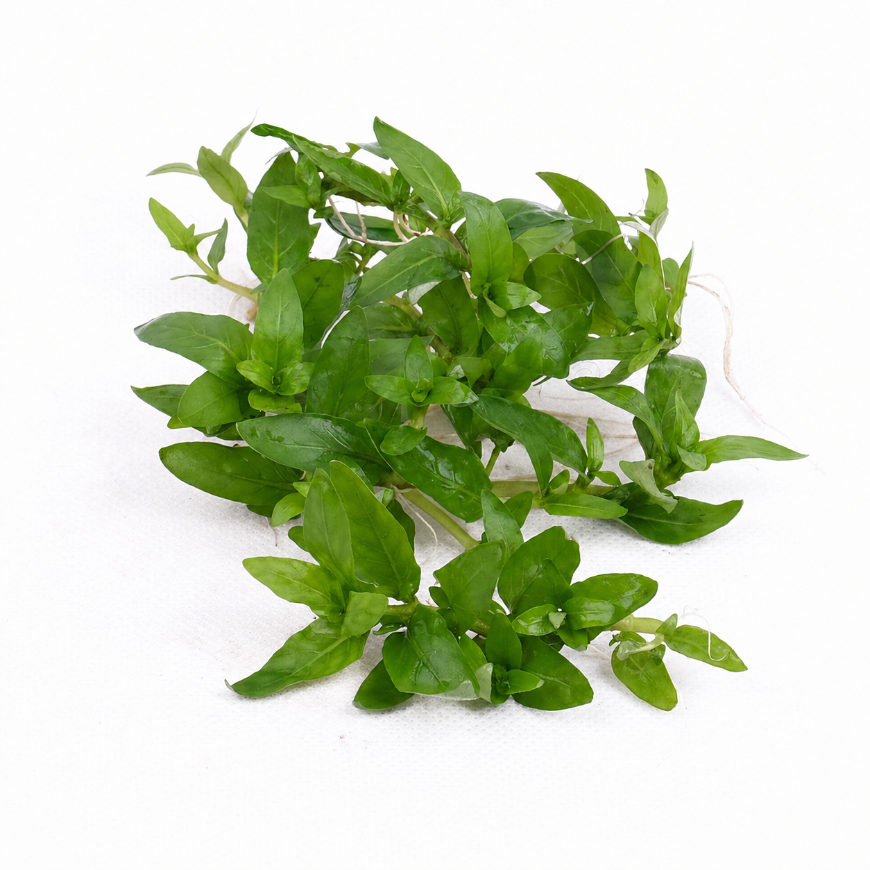 Staurogyne repens TC