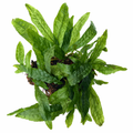 Microsorum pteropus ‘Green Gnome’