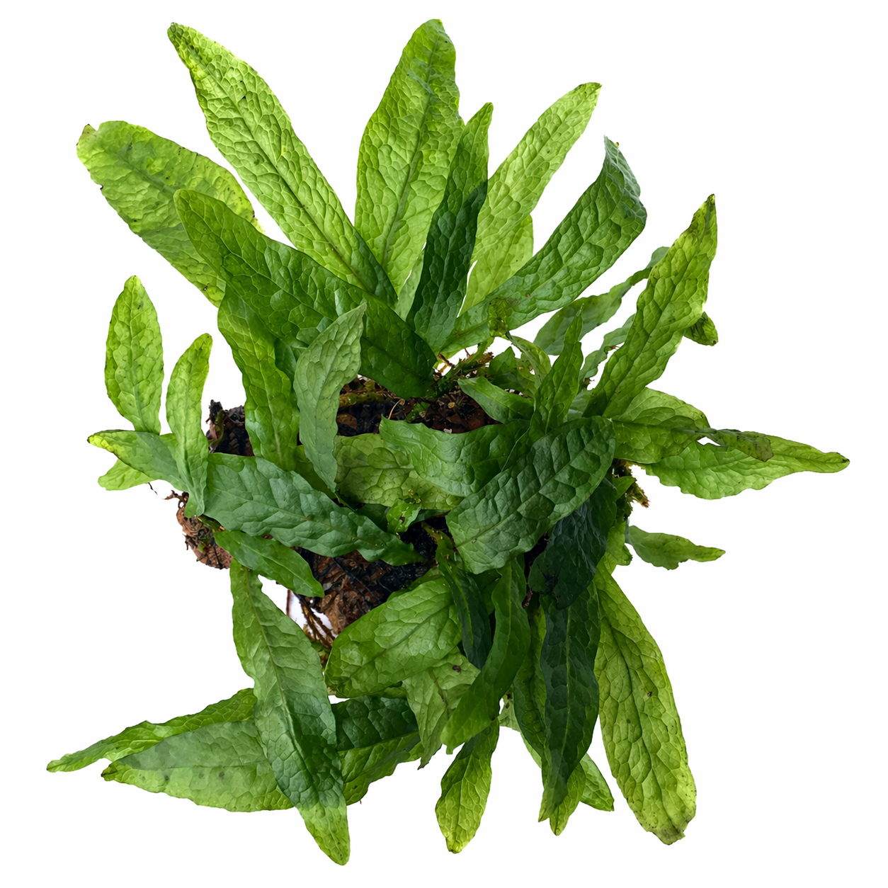 Microsorum pteropus ‘Green Gnome’